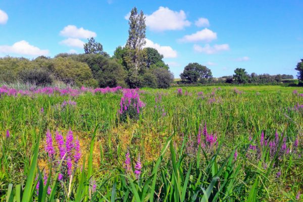 Photo champs fleurs site