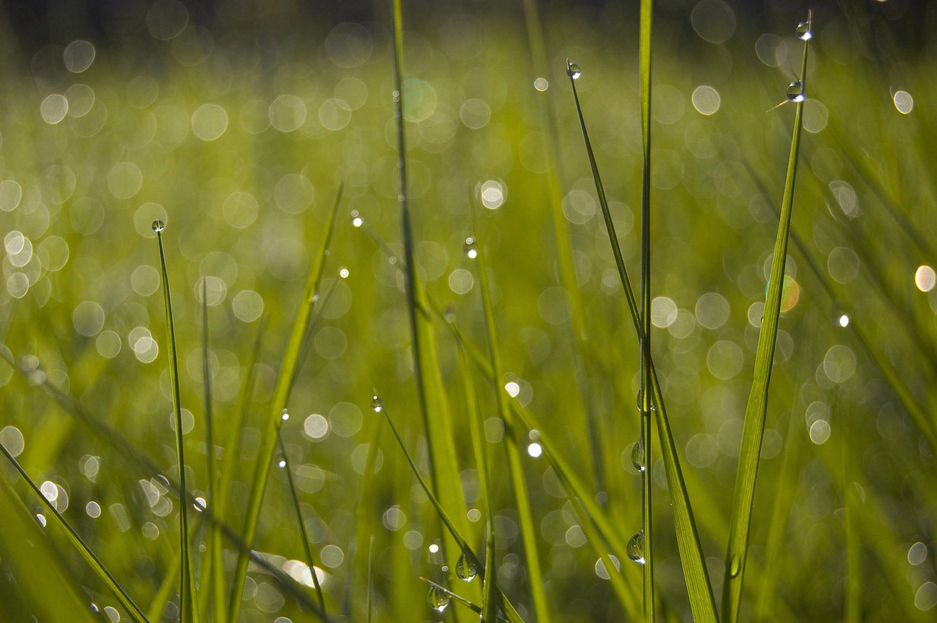 Photo herbe site